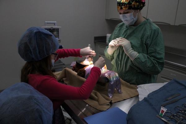 穿着工作服的大学生, gloves, 外科口罩和帽观看儿童在毛绒玩具上使用手术器械